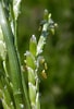 Image result for "glycera Capitata". Size: 68 x 100. Source: www.freenatureimages.eu