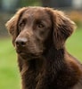 Image result for Flat Coated Retriever Brun. Size: 92 x 100. Source: www.purina.co.uk