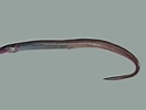 Image result for "nettastoma Melanurum". Size: 132 x 100. Source: fishesofaustralia.net.au