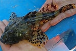 Image result for "myoxocephalus Scorpioides". Size: 150 x 100. Source: balticsalmon.blogspot.com