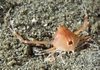 Image result for "arcania Gracilis". Size: 143 x 100. Source: www.crabdatabase.info