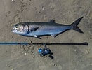 Image result for Blauwbaars Stam. Size: 131 x 100. Source: fishmasters.com