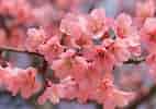 Kuvatulos haulle Cherry Blossom. Koko: 142 x 100. Lähde: www.setaswall.com
