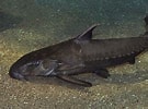 Image result for "leptostomias Gladiator". Size: 135 x 100. Source: www.tropicalfishsite.com