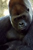 Image result for "chirodropus Gorilla". Size: 66 x 100. Source: www.pinterest.com