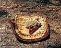 Image result for "bathyporeia Tenuipes". Size: 127 x 100. Source: www.fungikingdom.net