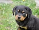 Bilderesultat for Rottweiler. Størrelse: 127 x 100. Kilde: commons.wikimedia.org