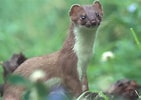 Image result for Stoat animal. Size: 141 x 100. Source: ptes.org