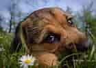 Image result for Hunde. Size: 140 x 100. Source: wall.alphacoders.com