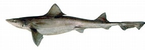 Afbeeldingsresultaten voor "mustelus Schmitti". Grootte: 286 x 100. Bron: www.sharkwater.com