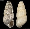 Image result for "vallentinia Gabriellae". Size: 102 x 100. Source: www.gastropods.com