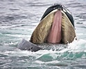 Image result for Baleen Whale. Size: 124 x 100. Source: sharkresearch.earth.miami.edu