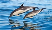 Afbeeldingsresultaten voor Delphinus Geslacht. Grootte: 172 x 100. Bron: www.dolphin-way.com