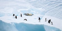 Image result for "cannosphaera Antarctica". Size: 198 x 100. Source: global.hurtigruten.com