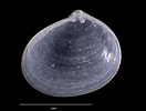 Image result for "diplodonta Rotundata". Size: 132 x 100. Source: naturalhistory.museumwales.ac.uk