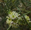 Image result for "pseudochirella Spinosa". Size: 104 x 100. Source: www.calflora.org