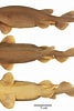 Afbeeldingsresultaten voor Bythaelurus hispidus Anatomie. Grootte: 67 x 100. Bron: www.researchgate.net