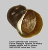 Afbeeldingsresultaten voor "lacuna Pallidula". Grootte: 97 x 100. Bron: www.marinespecies.org