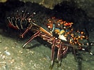 Image result for "panulirus Inflatus". Size: 135 x 100. Source: reefguide.org