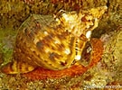 Image result for "charonia Lampas". Size: 135 x 100. Source: reeflifesurvey.com