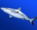 Afbeeldingsresultaten voor "carcharhinus Amblyrhynchoides". Grootte: 125 x 100. Bron: www.pinterest.com