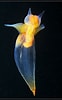 Image result for "clione limacina limacina Elegantissima". Size: 62 x 100. Source: flickriver.com