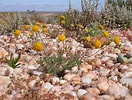 Image result for "farranula Concinna". Size: 132 x 100. Source: www.southernafricanplants.net