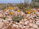 Image result for "farranula Concinna". Size: 134 x 100. Source: www.southernafricanplants.net