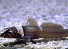 Image result for Ceratoscopelus maderensis. Size: 139 x 100. Source: adriaticnature.com