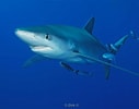 Image result for blauwe haai. Size: 127 x 100. Source: www.adcdiving.be