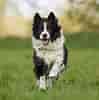 Image result for Border Collie. Size: 99 x 100. Source: www.dog-learn.com