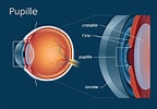 Résultat d’image pour Pupille des yeux. Taille: 144 x 100. Source: www.allaboutvision.com