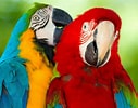 Macaw Parrot に対する画像結果.サイズ: 127 x 100。ソース: wallup.net