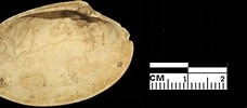 Afbeeldingsresultaten voor "paphia Rhomboides". Grootte: 228 x 100. Bron: www.naturamediterraneo.com