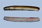 Afbeeldingsresultaten voor "ensis Arcuatus". Grootte: 147 x 100. Bron: conchsoc.org