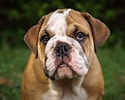 Image result for Engelsk Bulldog. Size: 125 x 100. Source: www.rover.com