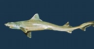 Image result for "mustelus Palumbes". Size: 192 x 100. Source: collections.museumsvictoria.com.au