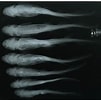 Image result for Bythaelurus hispidus Anatomie. Size: 101 x 100. Source: www.marinespecies.org