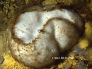 Image result for Ancorinidae. Size: 133 x 100. Source: www.inaturalist.org