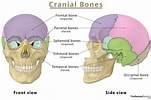 Image result for "craniella Cranium". Size: 151 x 100. Source: www.theskeletalsystem.net