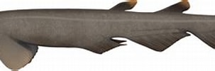 Image result for "apristurus Sinensis". Size: 303 x 62. Source: marinewise.com.au