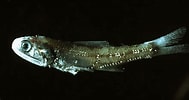 Image result for Notoscopelus Caudispinosus Anatomie. Size: 189 x 100. Source: adriaticnature.com