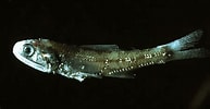 Image result for "notoscopelus Elongatus". Size: 193 x 100. Source: adriaticnature.com