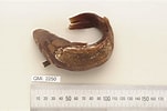 Afbeeldingsresultaten voor Leiopotherapon unicolor Stam. Grootte: 151 x 100. Bron: collections.qm.qld.gov.au