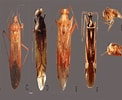 Image result for Ceratoscopelus maderensis. Size: 122 x 100. Source: www.researchgate.net