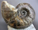 Image result for "lithelius Nautiloides". Size: 126 x 100. Source: www.thefossilforum.com