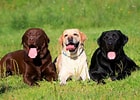 Image result for Labrador Retriever Hundetype. Size: 140 x 100. Source: www.hundeo.com