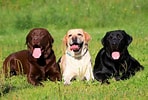 Bilderesultat for Labrador Retriever. Størrelse: 148 x 100. Kilde: www.hundeo.com