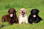 Image result for Labrador Retriever Hunderassen. Size: 150 x 100. Source: www.hundeo.com