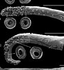 Afbeeldingsresultaten voor Helicocranchia pfefferi Geslacht. Grootte: 92 x 100. Bron: www.researchgate.net